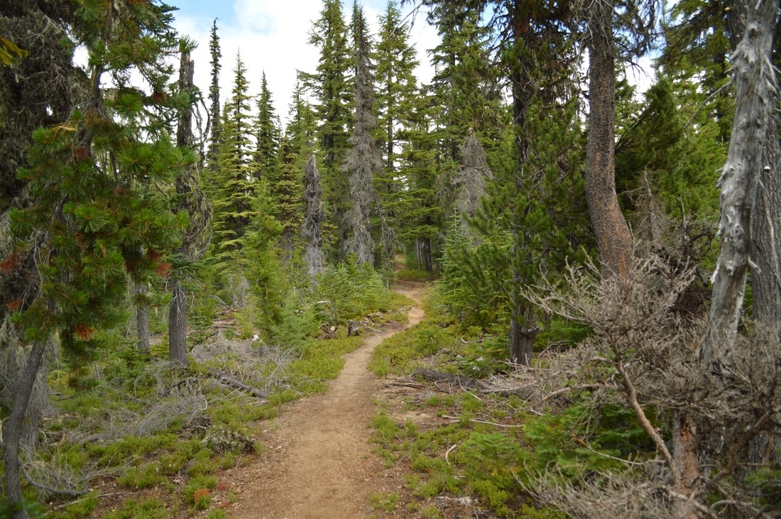 the trail up to Koosah Mountain Pacific Crest Trail Oregon