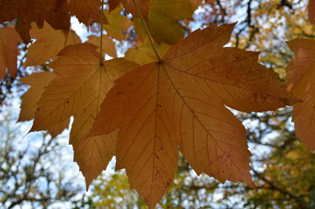 Underrated Fall Foliage Hikes In Oregon - Hike Oregon