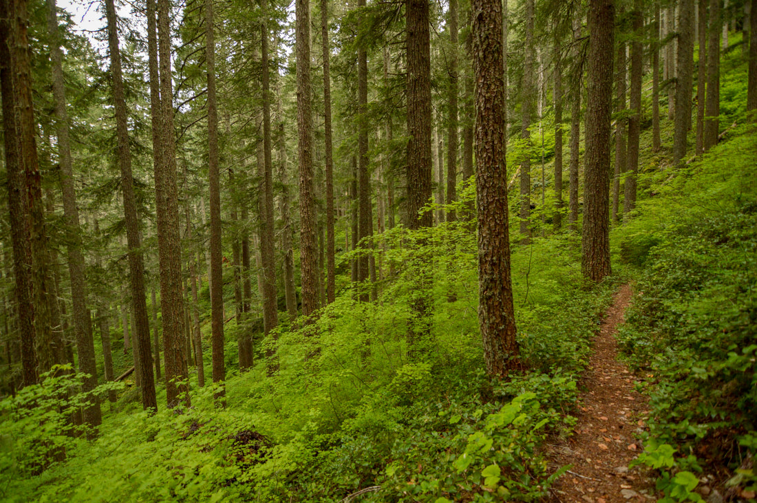Top 10 Oregon Spring Hikes - Hike Oregon