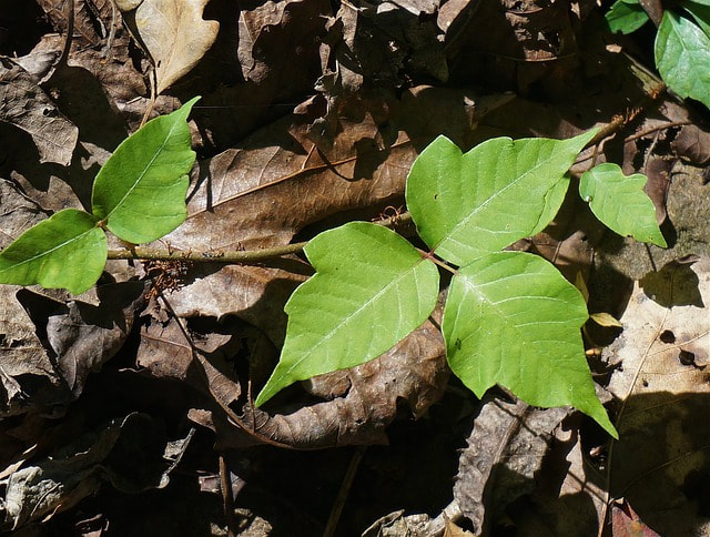 poison oak plant spring